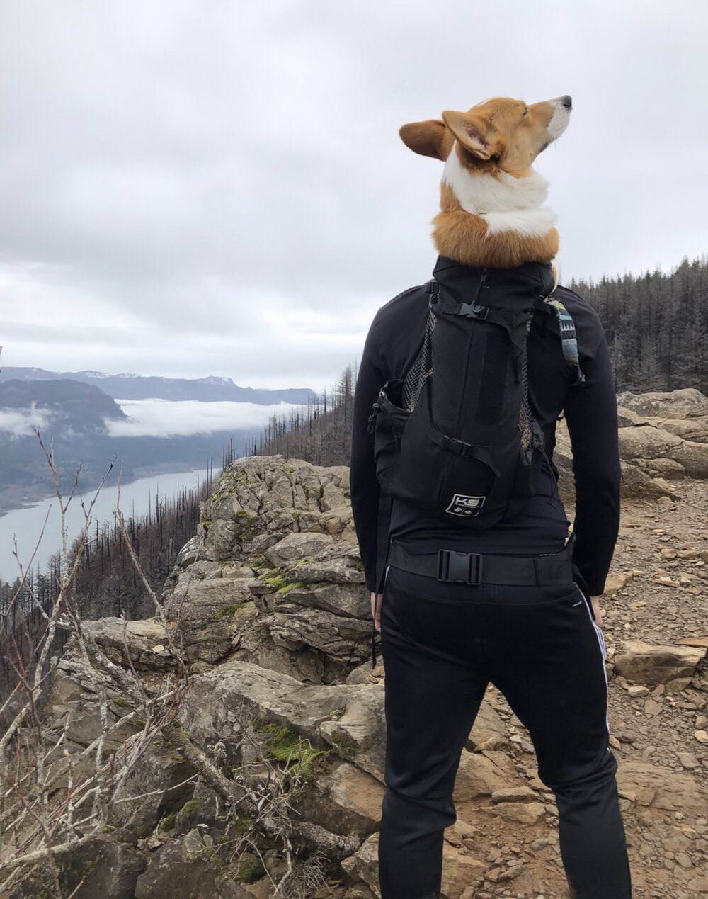 1000x1269, 185 Kb / прогулка, горы, корги, человек