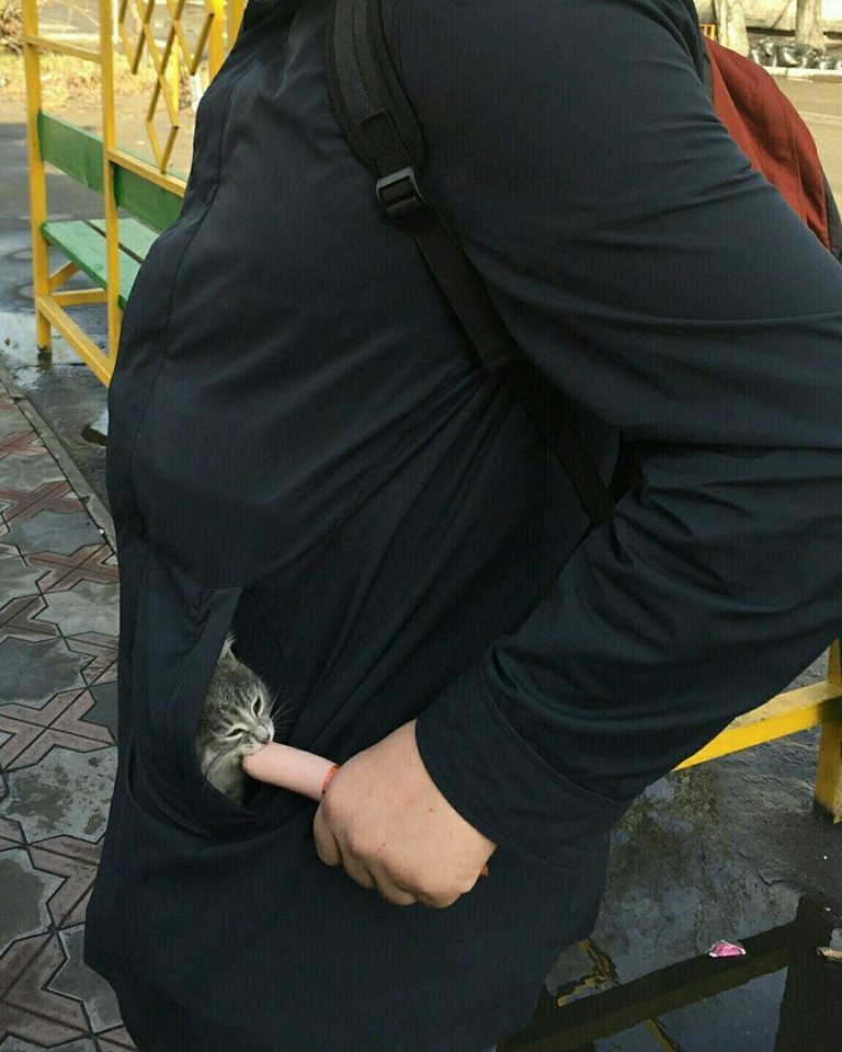 768x960, 101 Kb / Карман, кот, сосиска