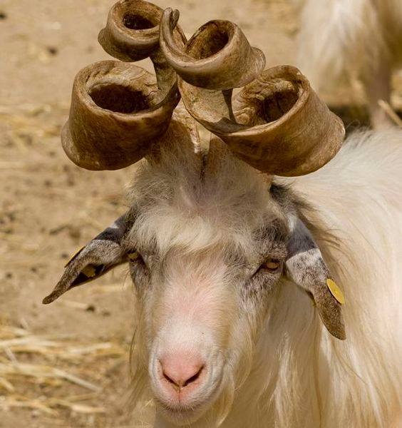 564x600, 50 Kb / завитые, завитушки, рога, козел