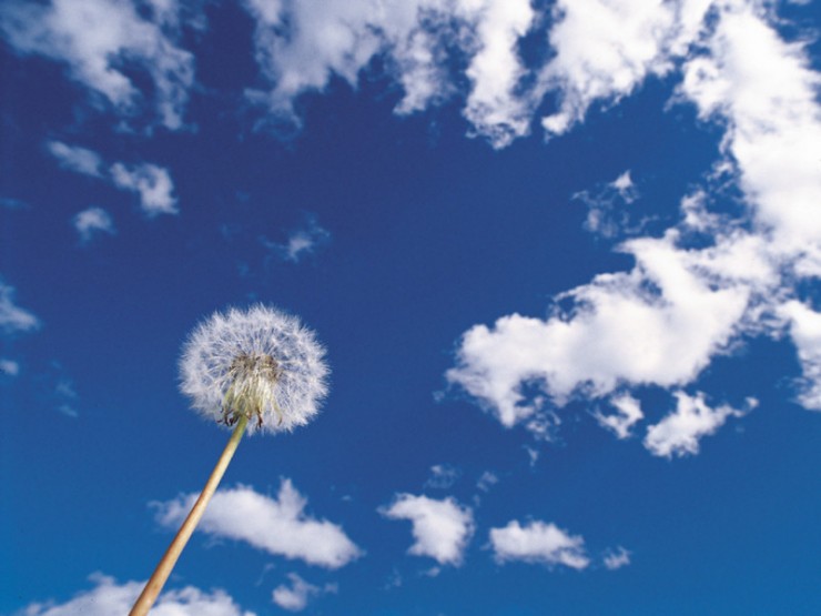 740x555, 57 Kb / цветок, одуванчик, небо