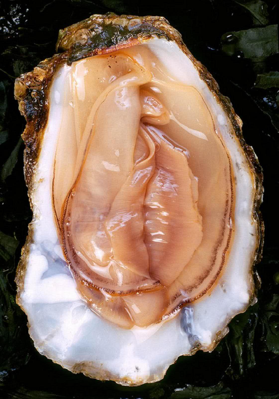 1121x1600, 135 Kb / устрица