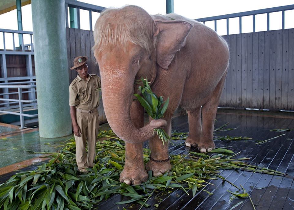 960x686, 99 Kb / слон, альбинос, азиат