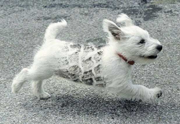 618x425, 70 Kb / собака, щенок, переехали, след