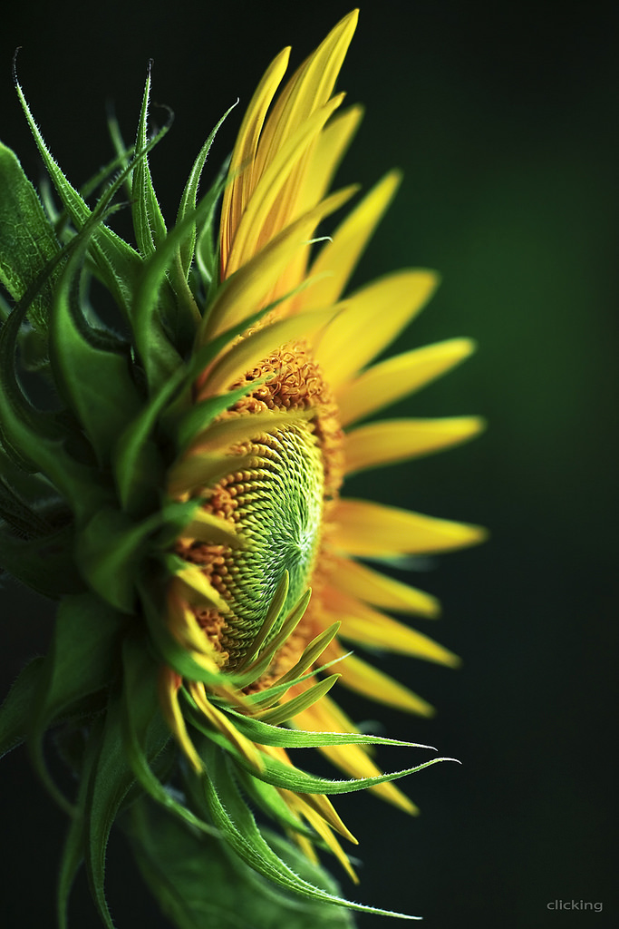 683x1024, 243 Kb / подсолнух