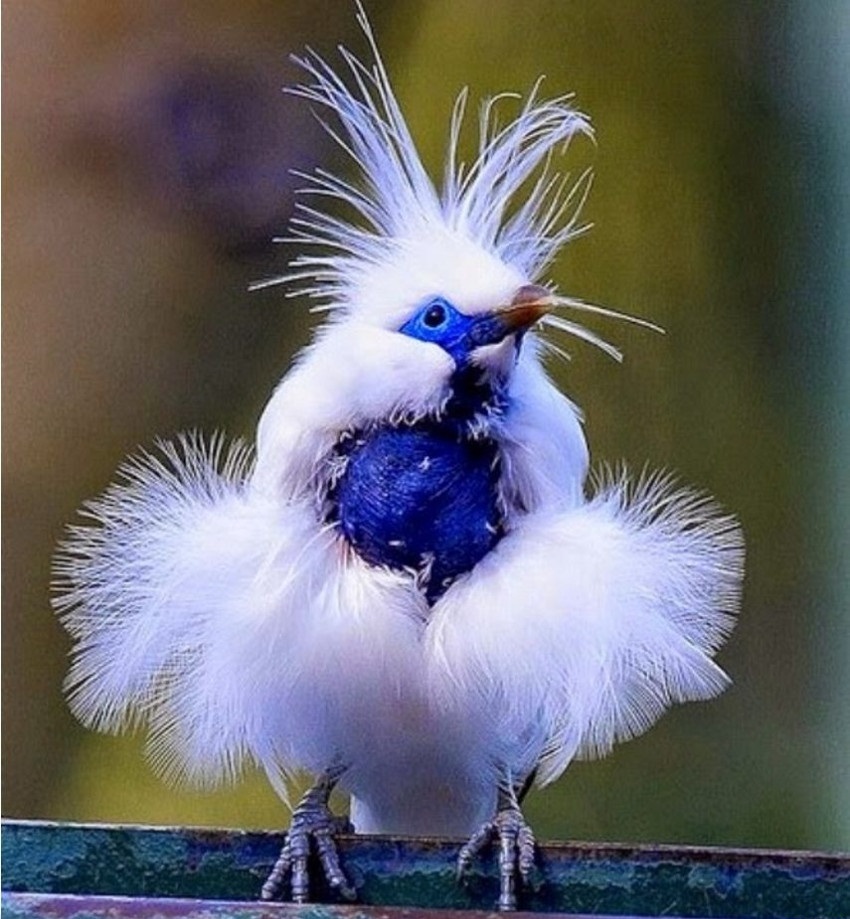 850x919, 184 Kb / Птица, Балийский скворец