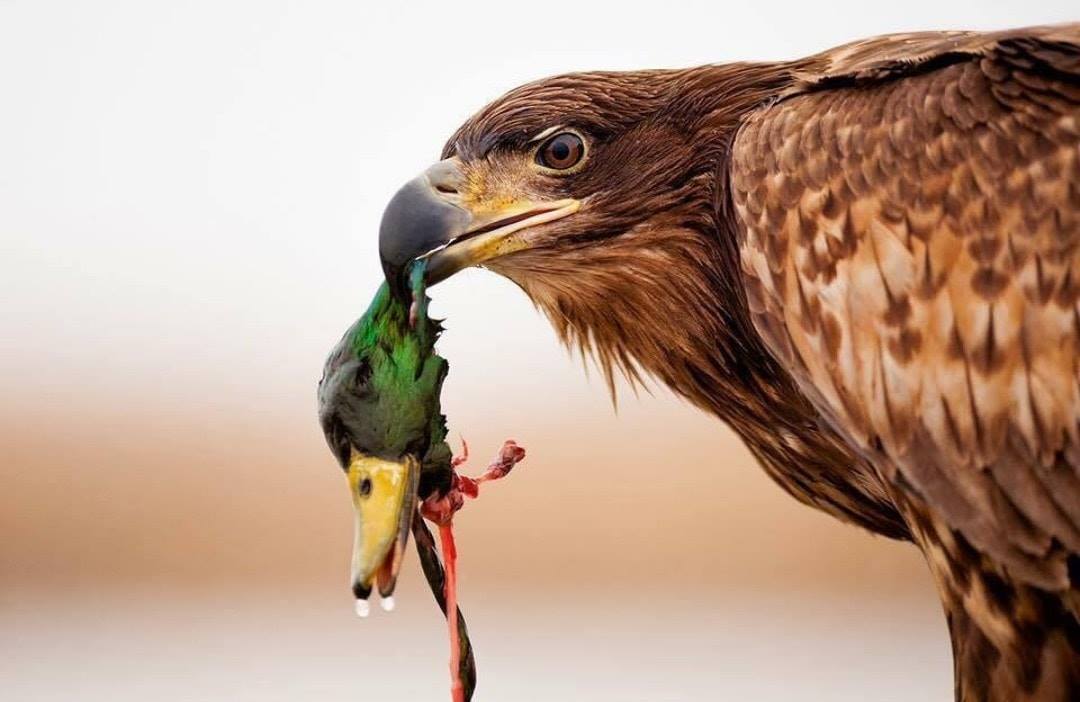 1080x702, 69 Kb / голова, птица, клюв