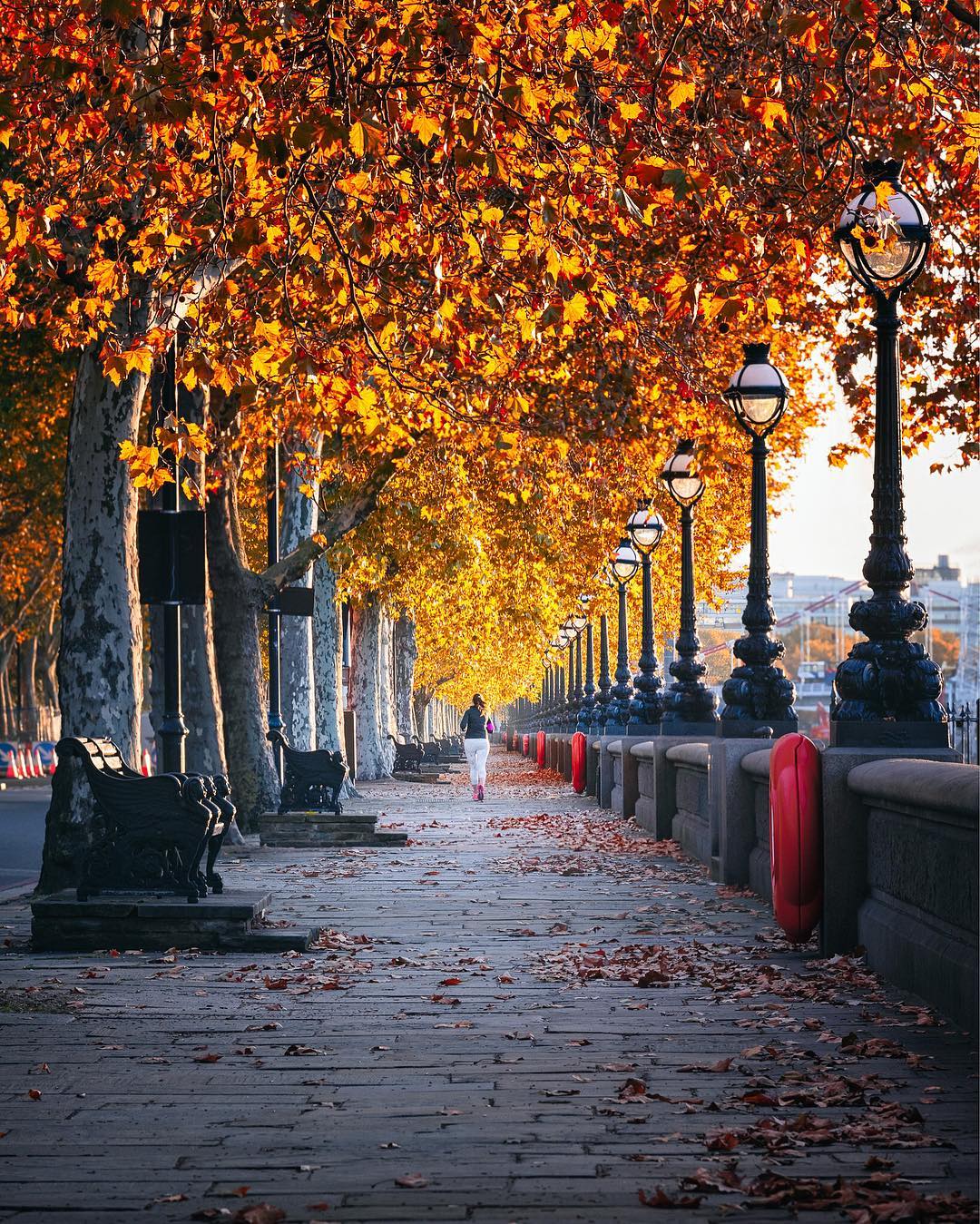1080x1349, 415 Kb / набережная, фонари, жёлтый, листва, скамья, дерево, променад