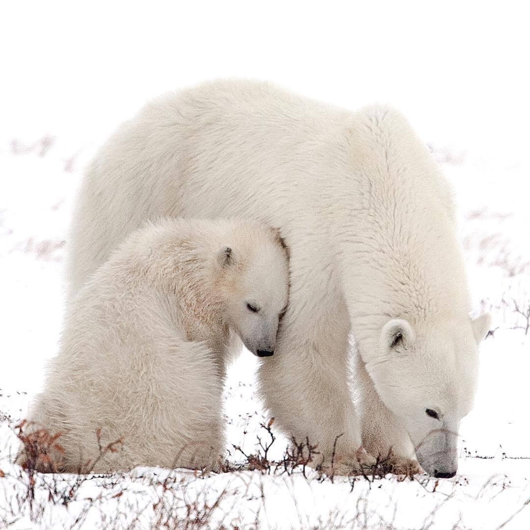 1080x1080, 121 Kb / медведь, белый, снег, медвежонок
