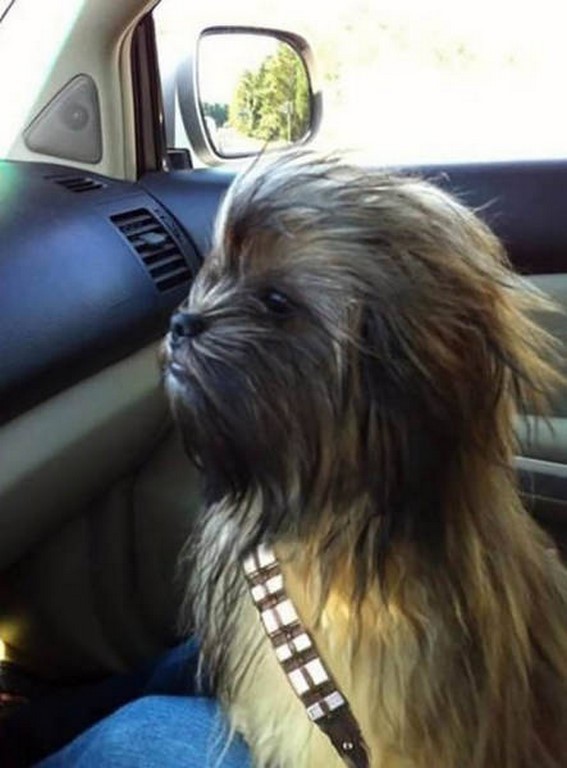 567x768, 70 Kb / Чубакка, автомобиль, собака, чубака