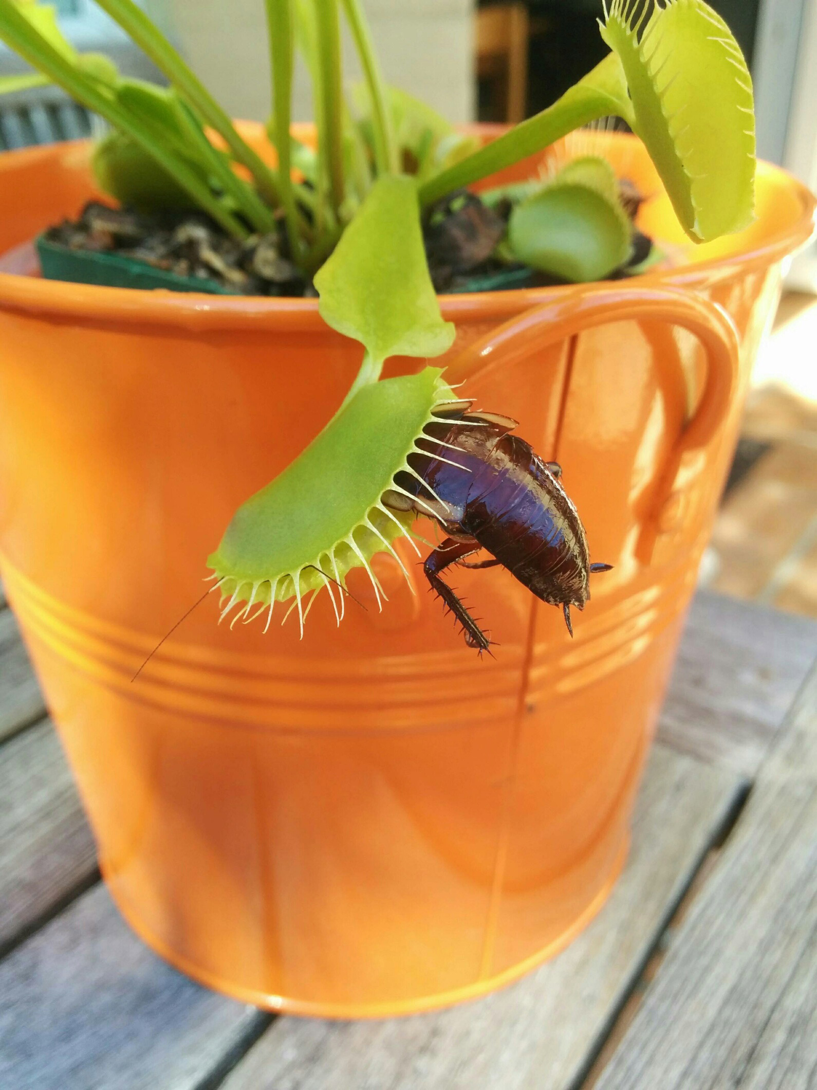 1590x2120, 562 Kb / энтомофаг, насекомое, таракан, цветок