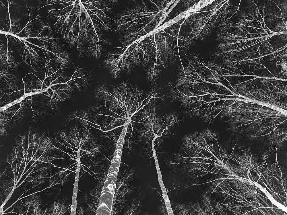 1000x750, 418 Kb / деревья, застенчивые, кроны, ч/б