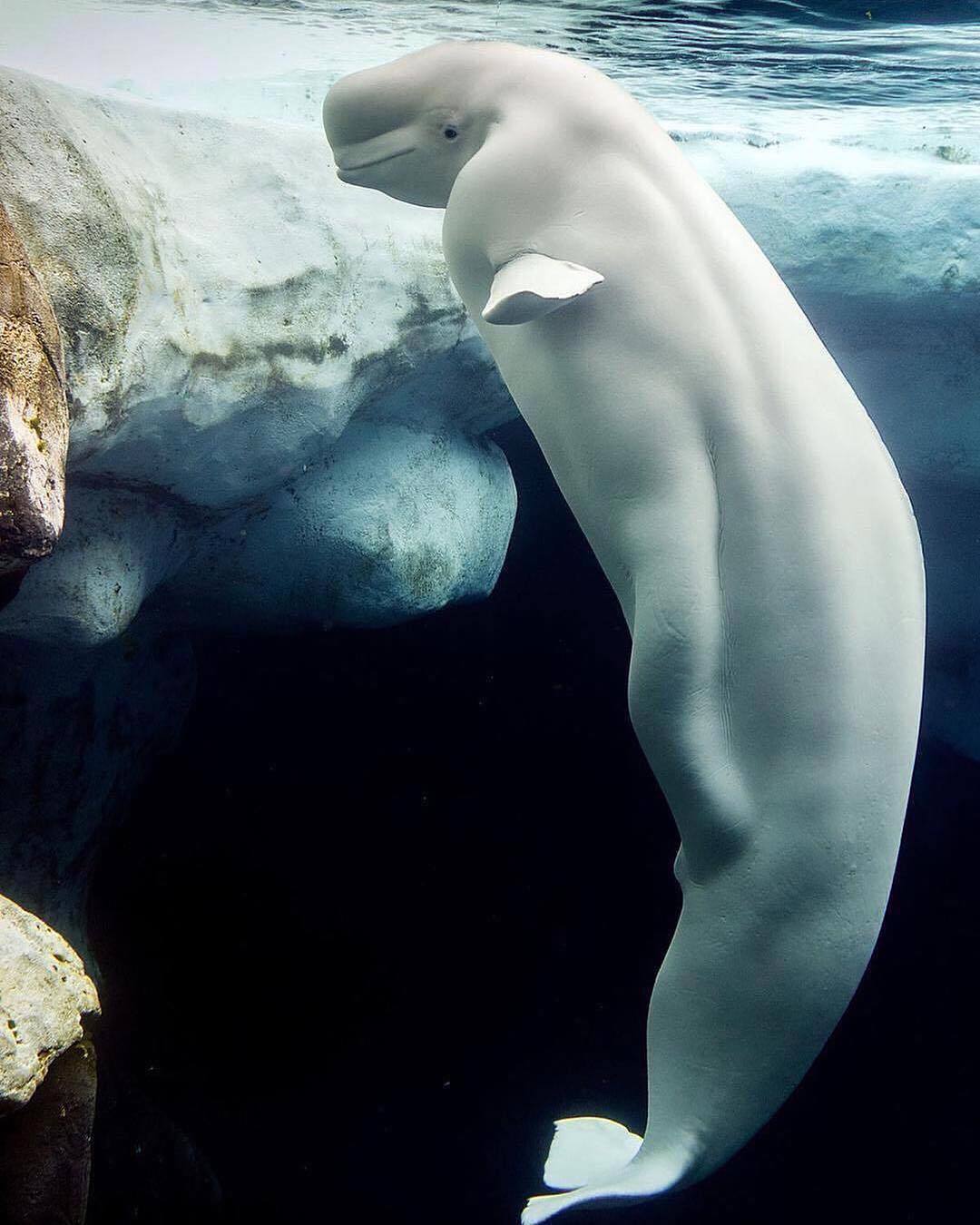 1080x1350, 134 Kb / белуха