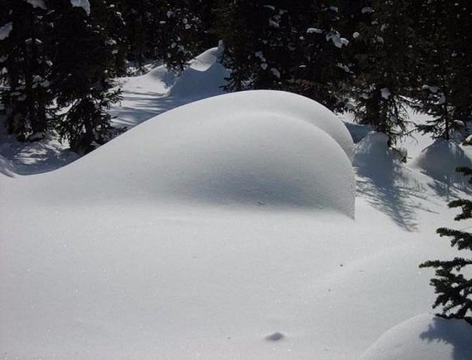 688x525, 50 Kb / зима, лес, ёлки, ели, снег, сугроб, попа