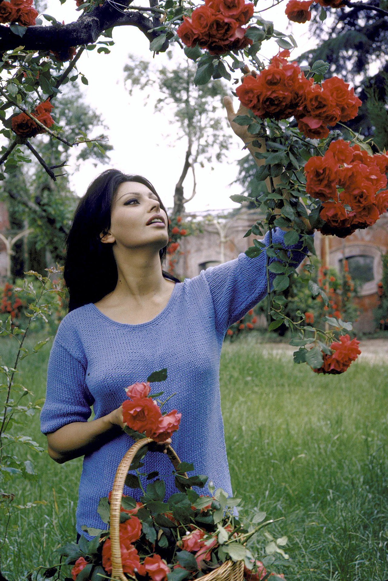 1280x1915, 627 Kb / цветы, розы, корзина, свитер, софи лорен