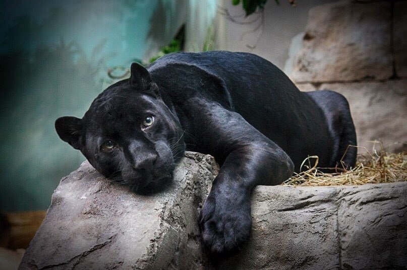 807x537, 95 Kb / Пума, лежит, пантера, ягуар, леопард