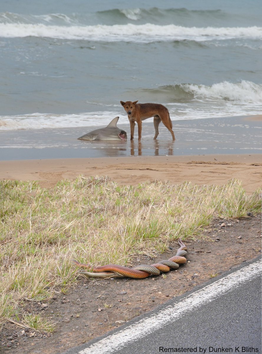 889x1200, 243 Kb / динго, акула, австралия, змеи