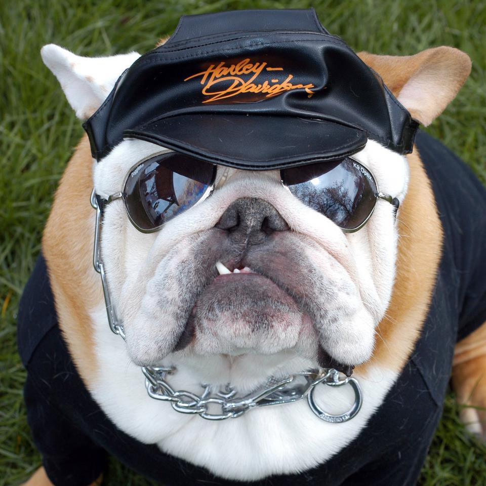 960x960, 120 Kb / собака, очки, кепка, harley-davidson