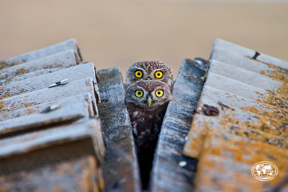 1200x800, 160 Kb / Совята, крыша