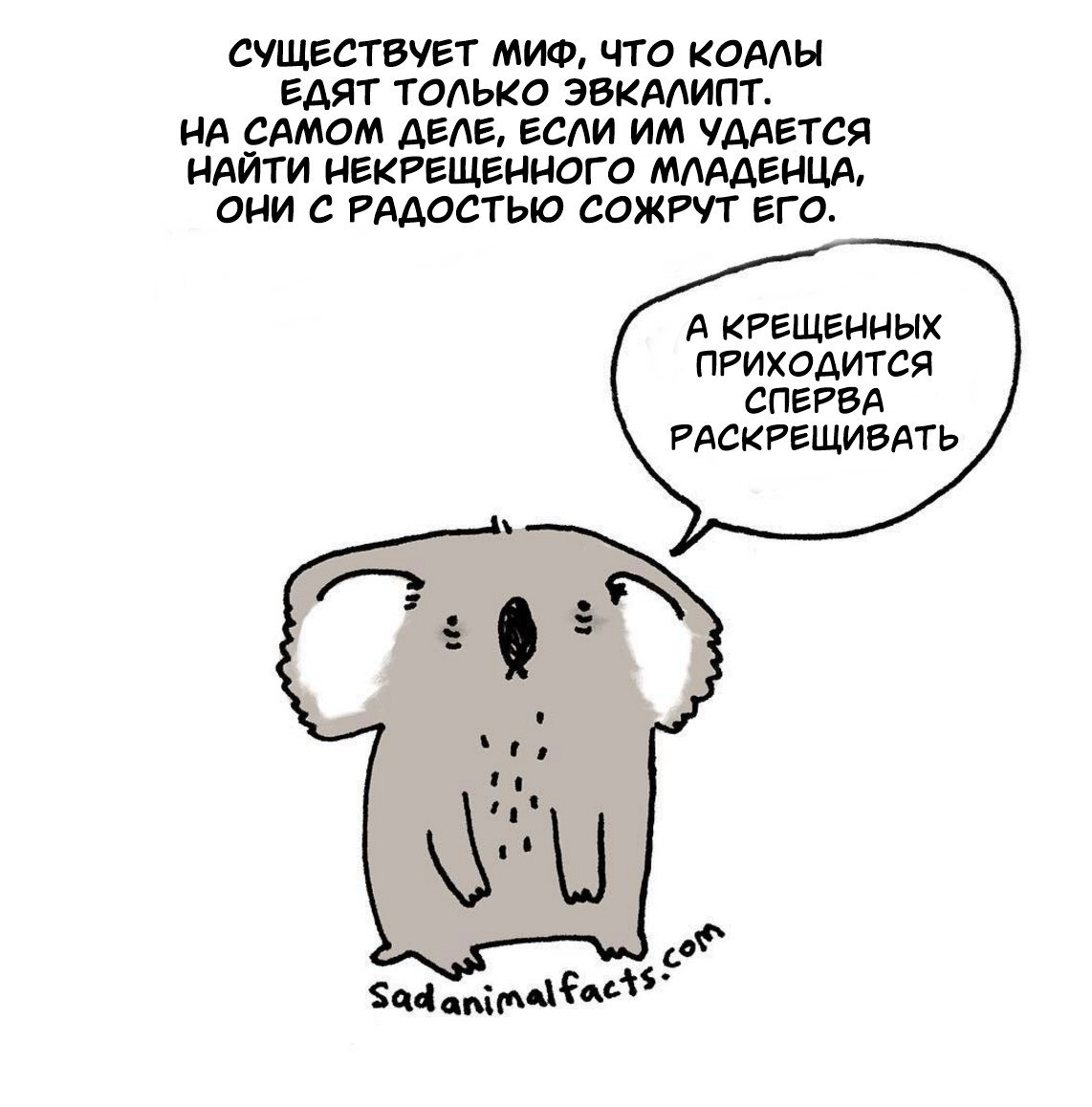 1142x1158, 162 Kb / миф, коала, эвкалипт