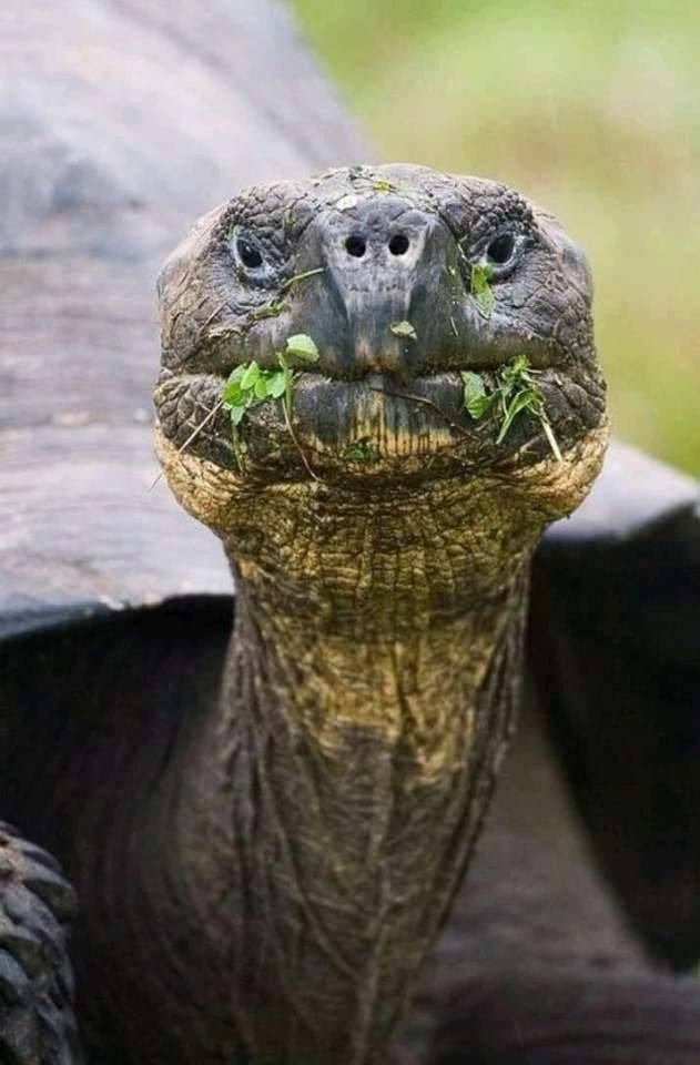 631x960, 56 Kb / черепаха, трава