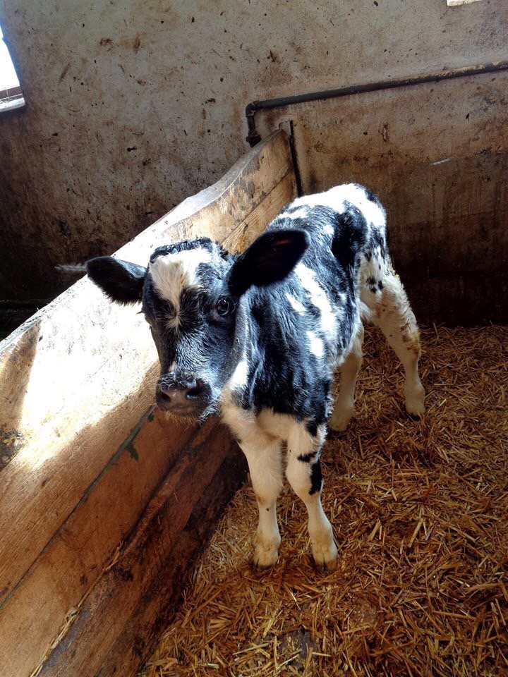 720x960, 254 Kb / телёнок