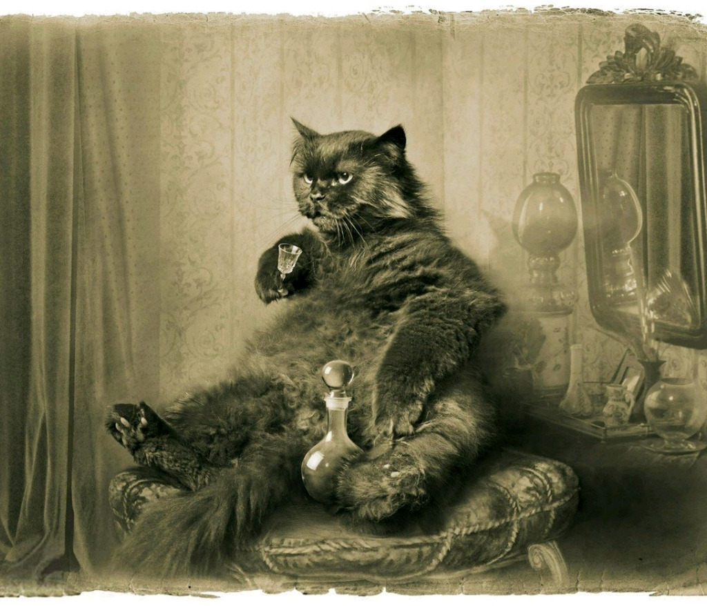 1024x878, 292 Kb / кот, черный, выпивка, рюмка, стул, зеркало, лампа