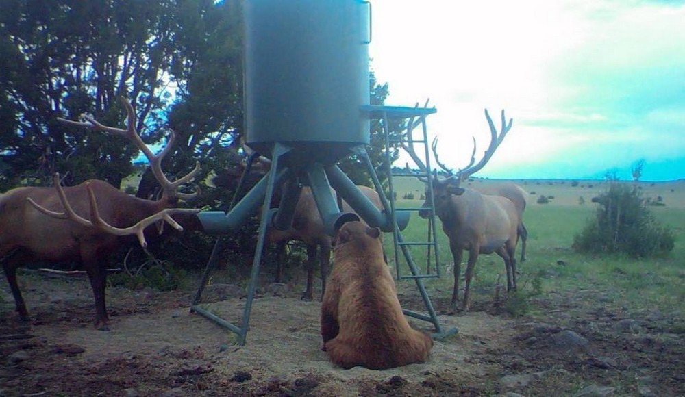 1000x580, 136 Kb / медведь, олени