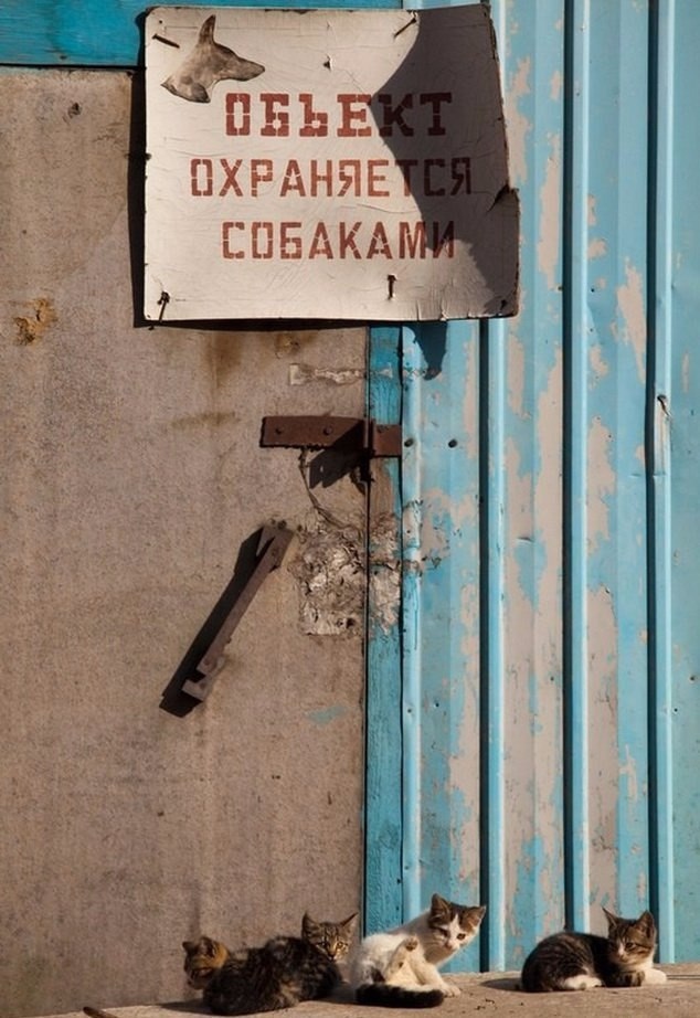634x922, 155 Kb / собаки, охрана, котята, объект