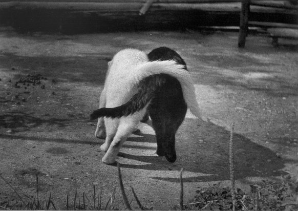 582x412, 55 Kb / коты, ч/б