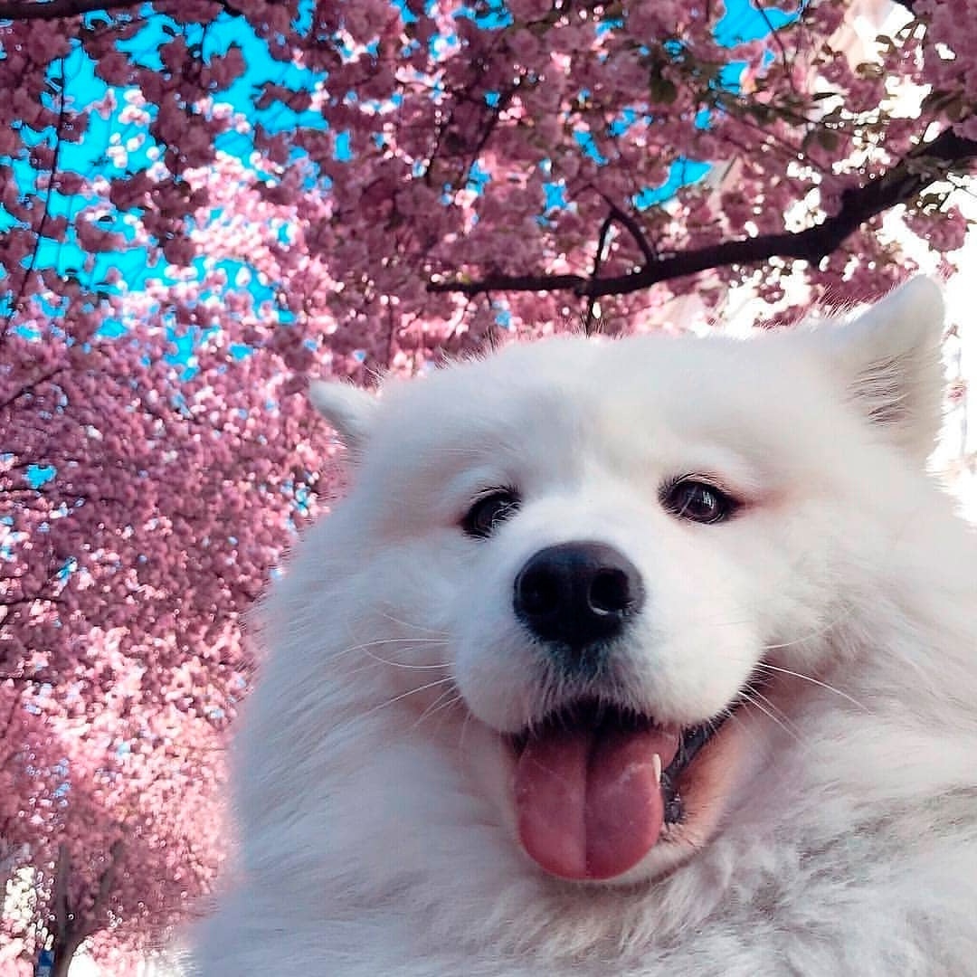 1080x1080, 263 Kb / собака, белая, сакура