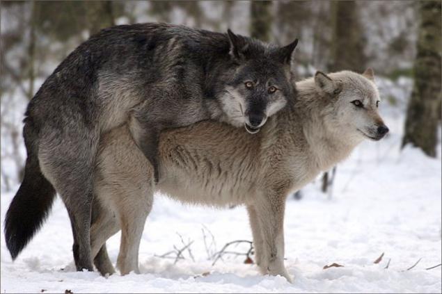 635x423, 38 Kb / волки, секс, снег