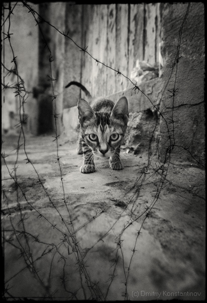 411x600, 123 Kb / котёнок, колючая проволка