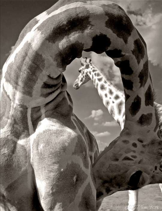 540x702, 44 Kb / жираф, йог