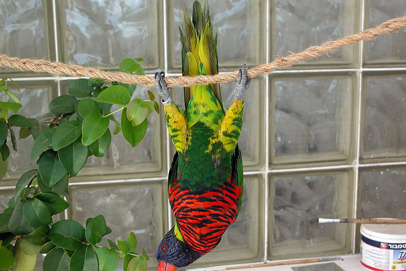 800x533, 131 Kb / попугай