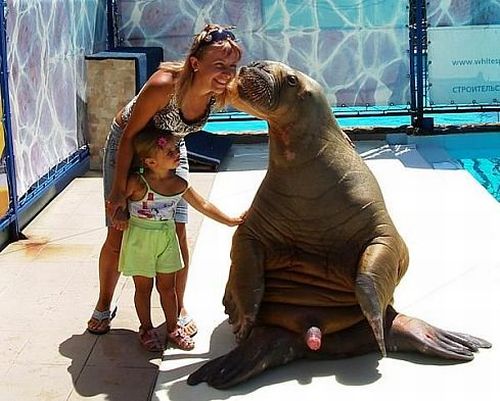 500x401, 52 Kb / морж, хуй