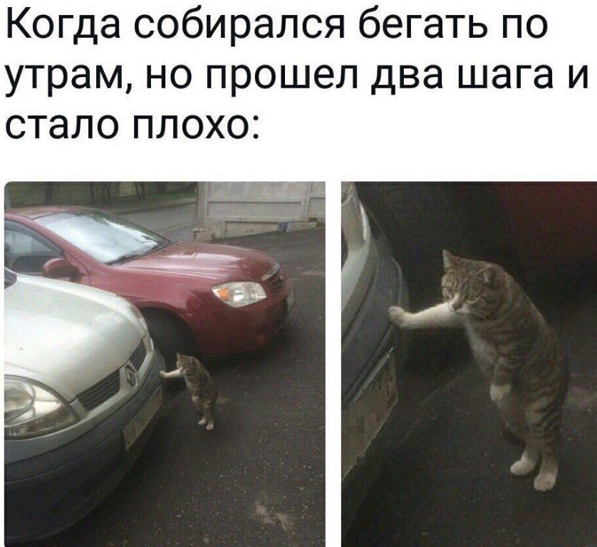 838x768, 212 Kb / коту, устал, авто