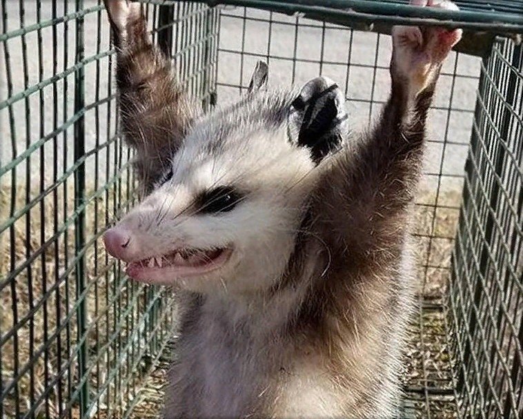 758x607, 149 Kb / опоссум, клетка