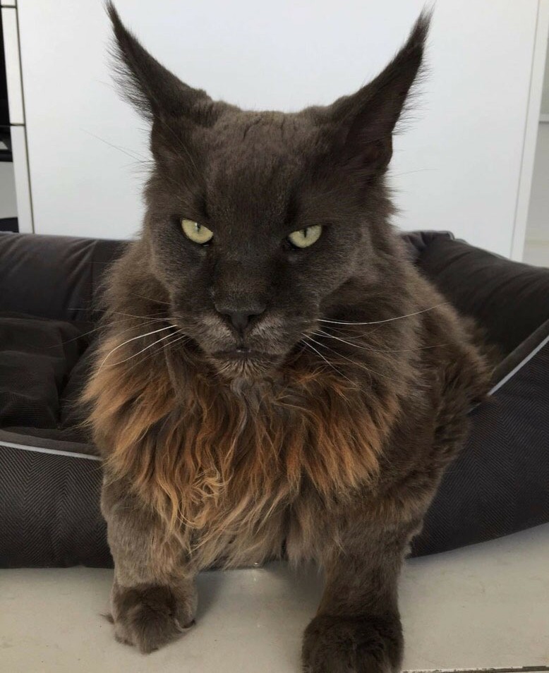 778x954, 139 Kb / кот, черный, уши