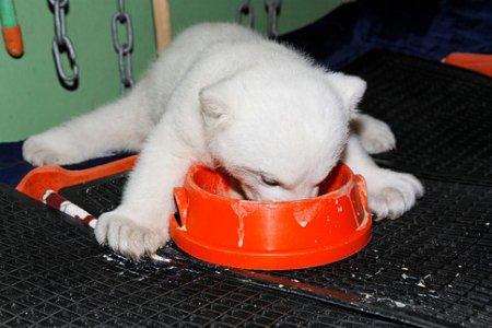 450x300, 26 Kb / медвежонок