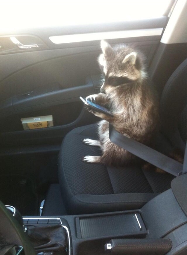 640x871, 123 Kb / енот, авто, смартфон