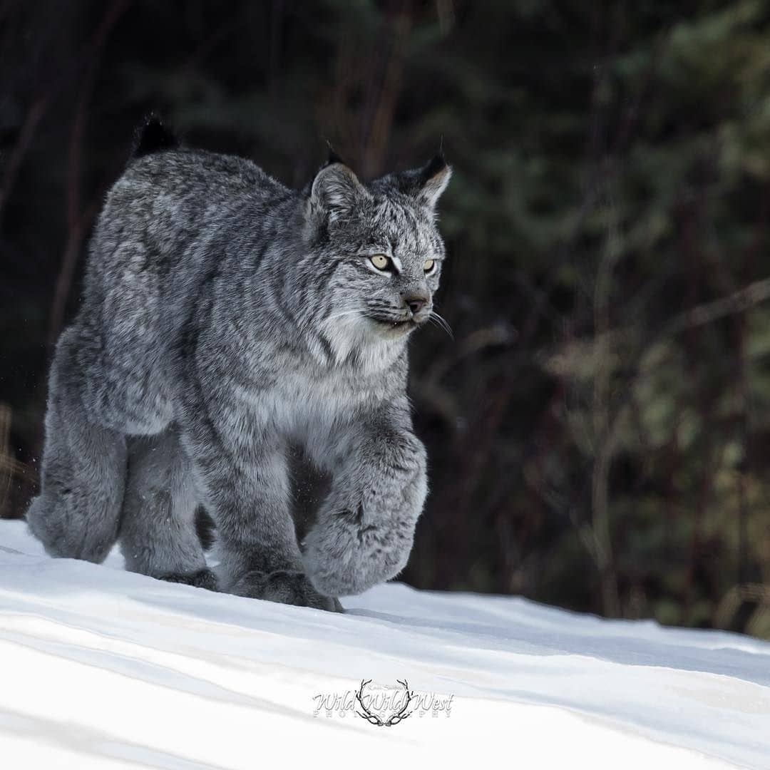 1080x1080, 225 Kb / снег, лапы, лапищи, канадская рысь