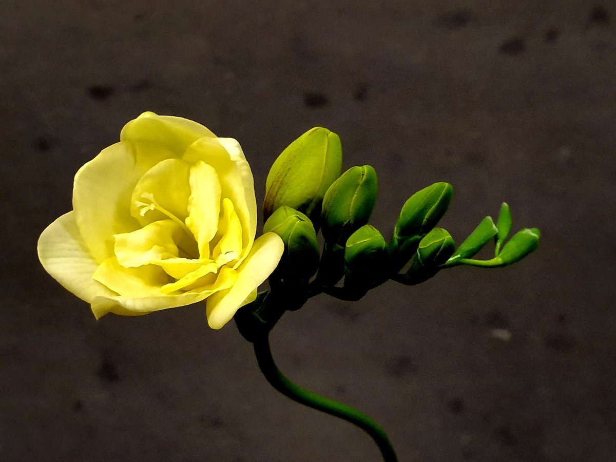 1200x900, 139 Kb / цветок, желтый