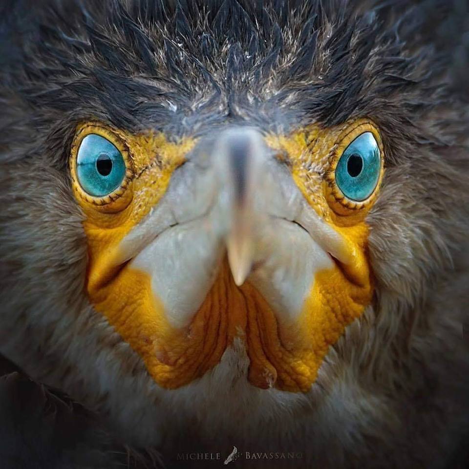 960x960, 103 Kb / птица, клюв, глаза