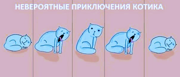 604x260, 28 Kb / приключения, невероятный, котик, кот, кошка