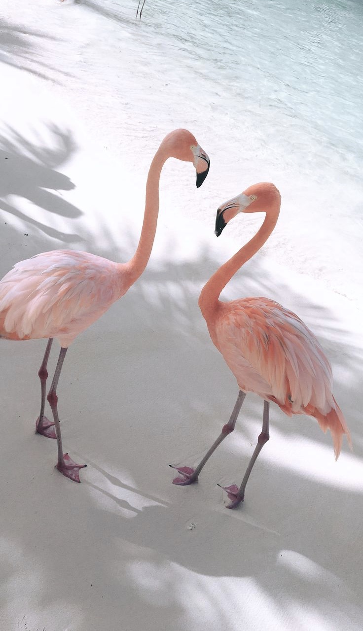 736x1280, 217 Kb / фламинго, песок, вода, двое