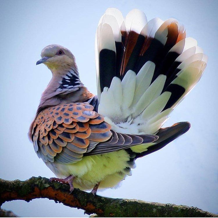 750x750, 78 Kb / голубь, разноцветный, горлица