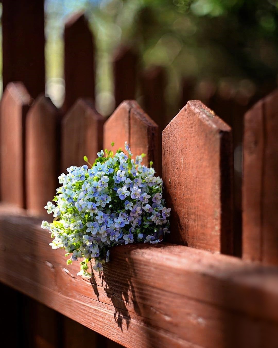 1080x1350, 182 Kb / забор, цветы, букет