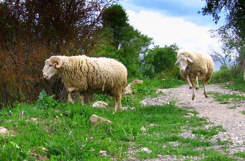 500x328, 65 Kb / овечки