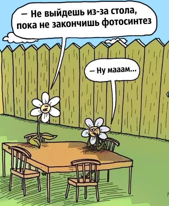 650x792, 123 Kb / рисунок, цветы, стол, фотосинтез