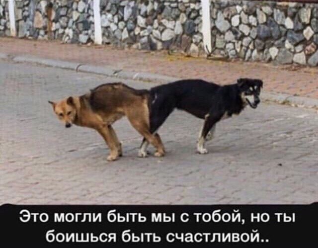 640x499, 83 Kb / собаки, секс, счастье